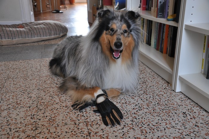 Dog Style: un look per ogni occasione