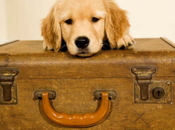 Servizi per cani: il “pet relocator”