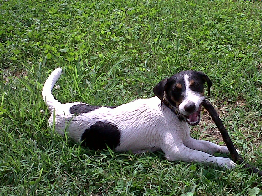 Cosa pensano i cani: ce l’ho fatta!