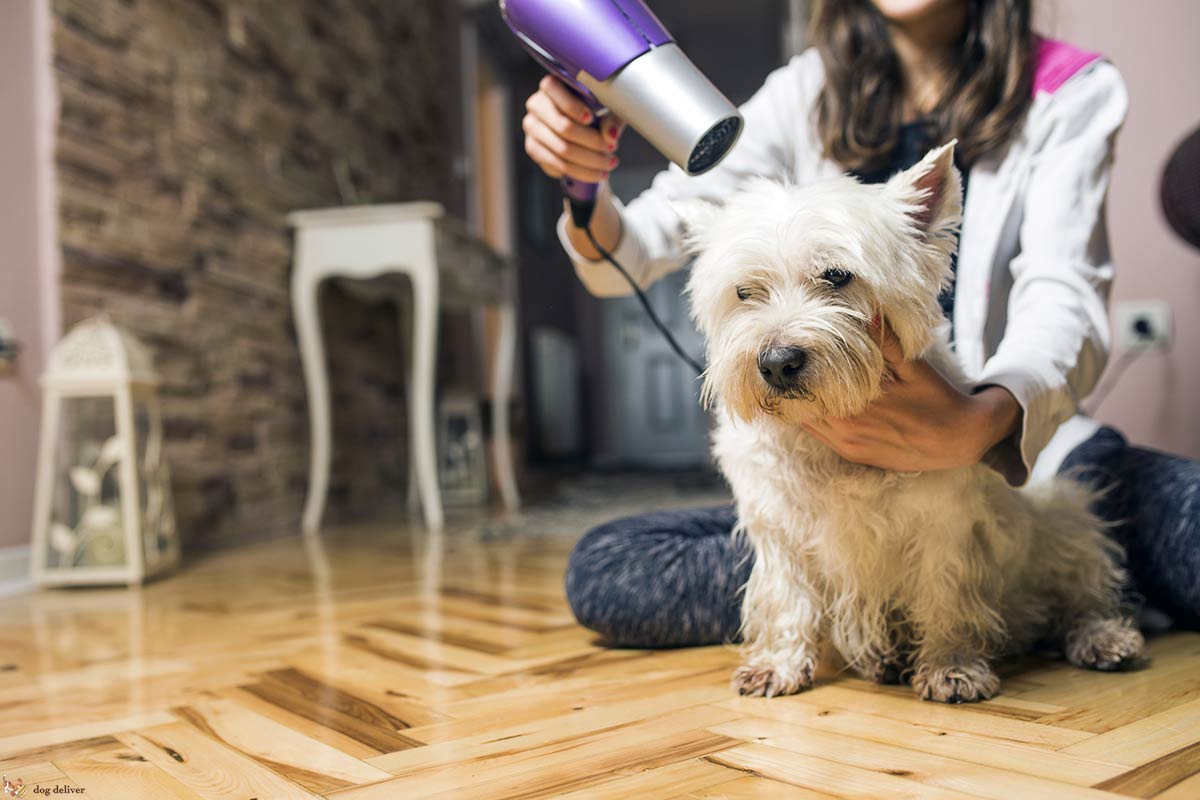 Come pulire il cane: il pelo