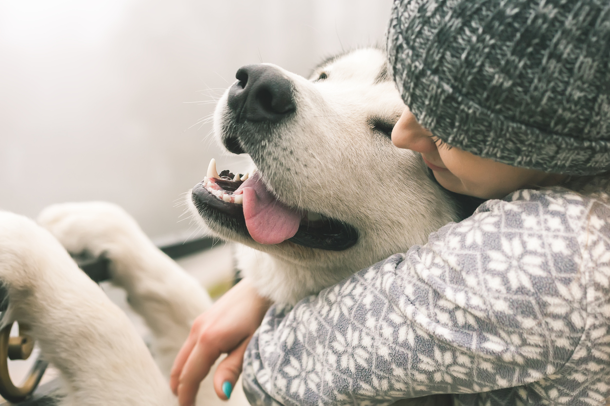 Lavare i denti dei cani