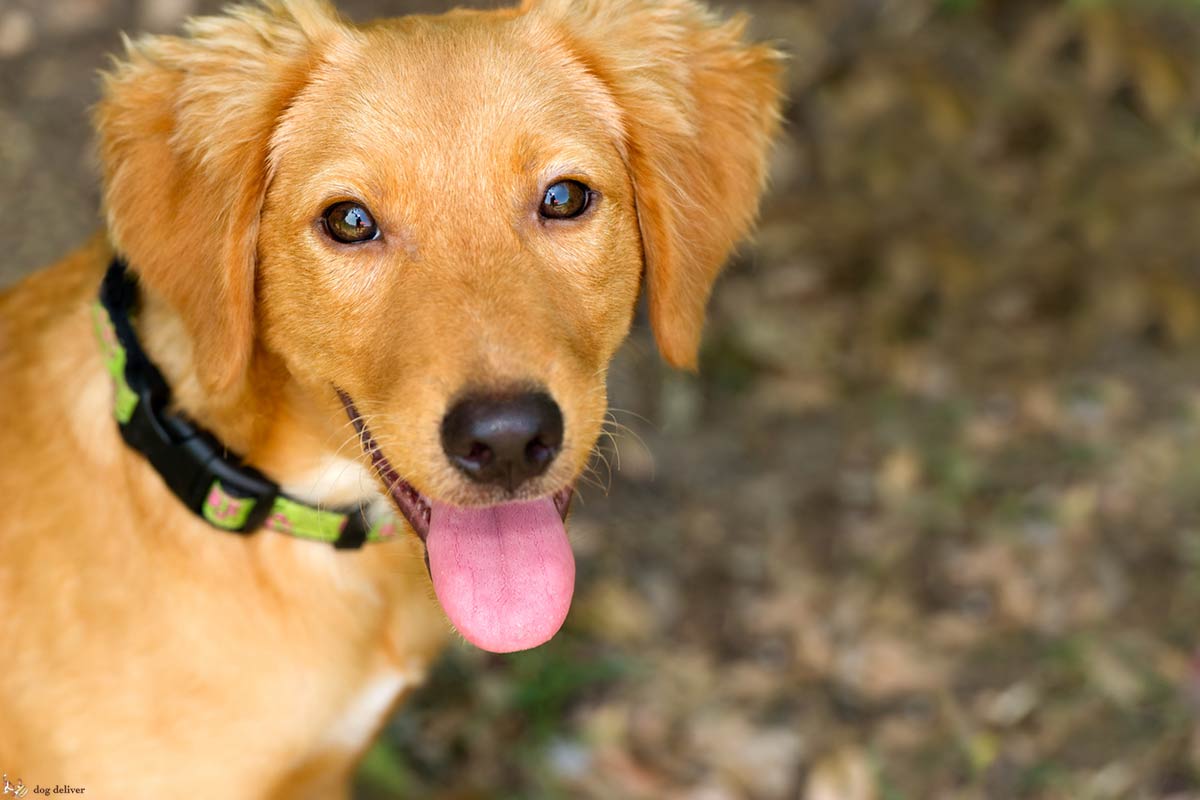 16 motivi perchè i cani rendono la vita speciale