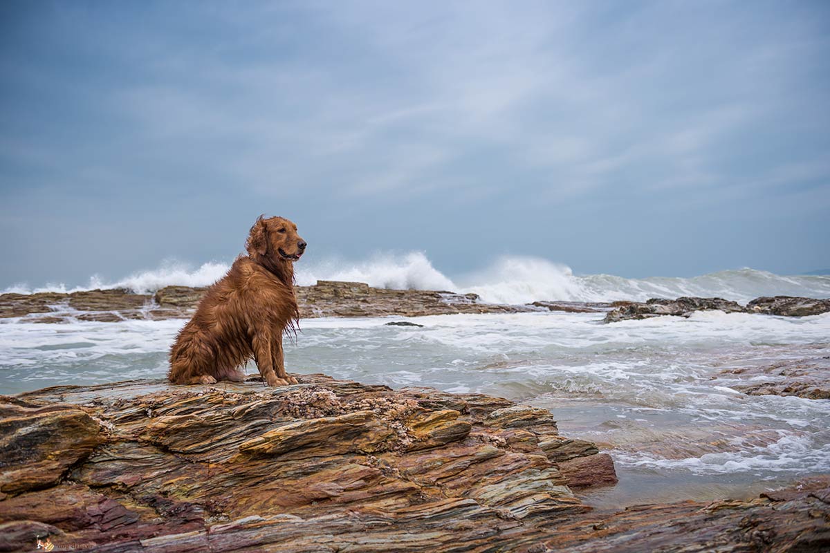 Quante cose facciamo per i nostri cani