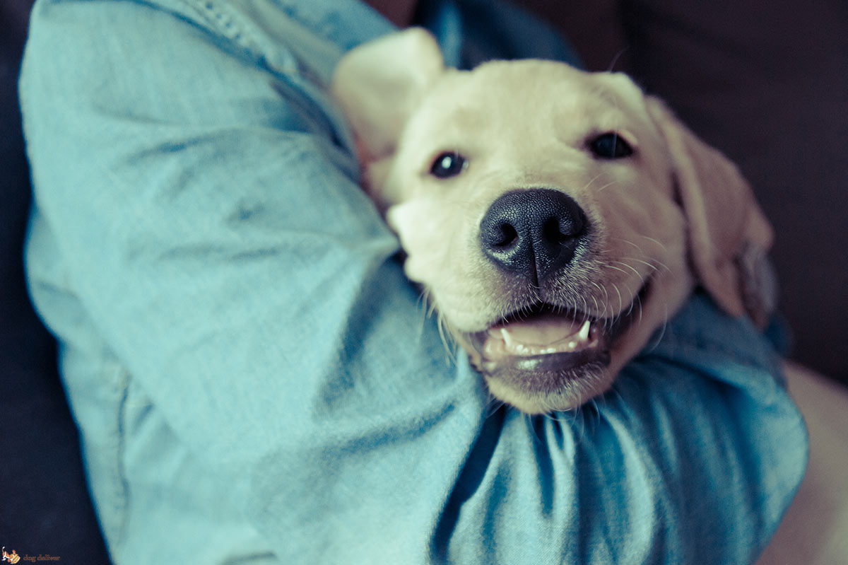 11 motivi perchè i cani sono irresistibili