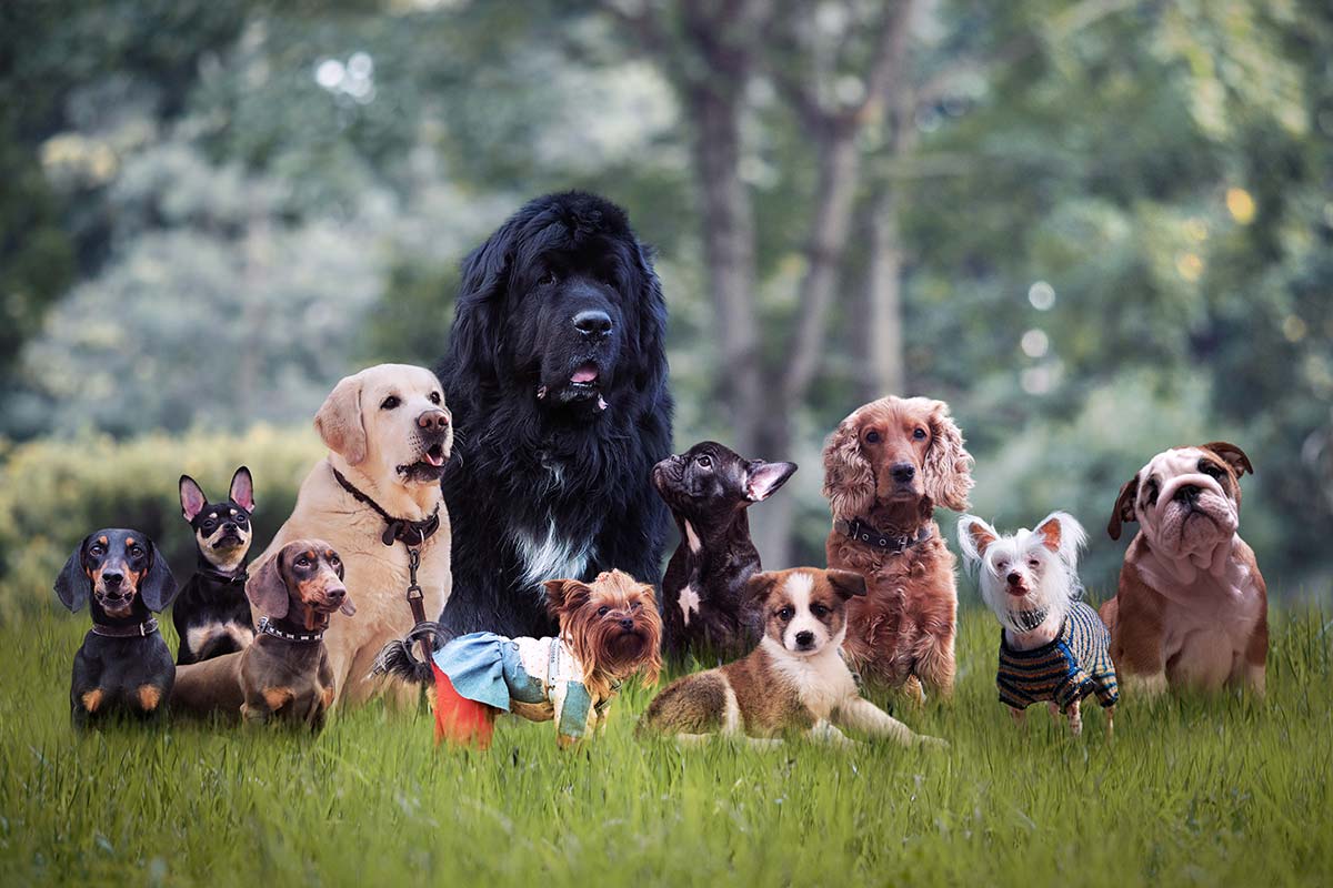 Scegliere il nome del cane