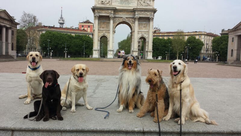 Un grande amico per cani e padroni: il dog sitter