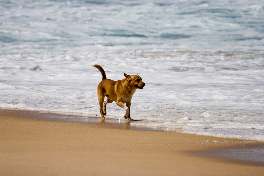 Al mare con il cane: la vergognosa ordinanza della regione Abruzzo