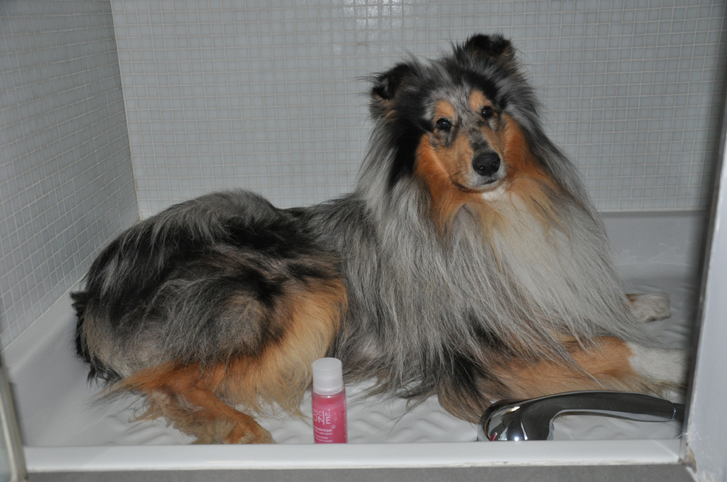 I test di Nina e Oban: shampoo Aquarosa di Special One