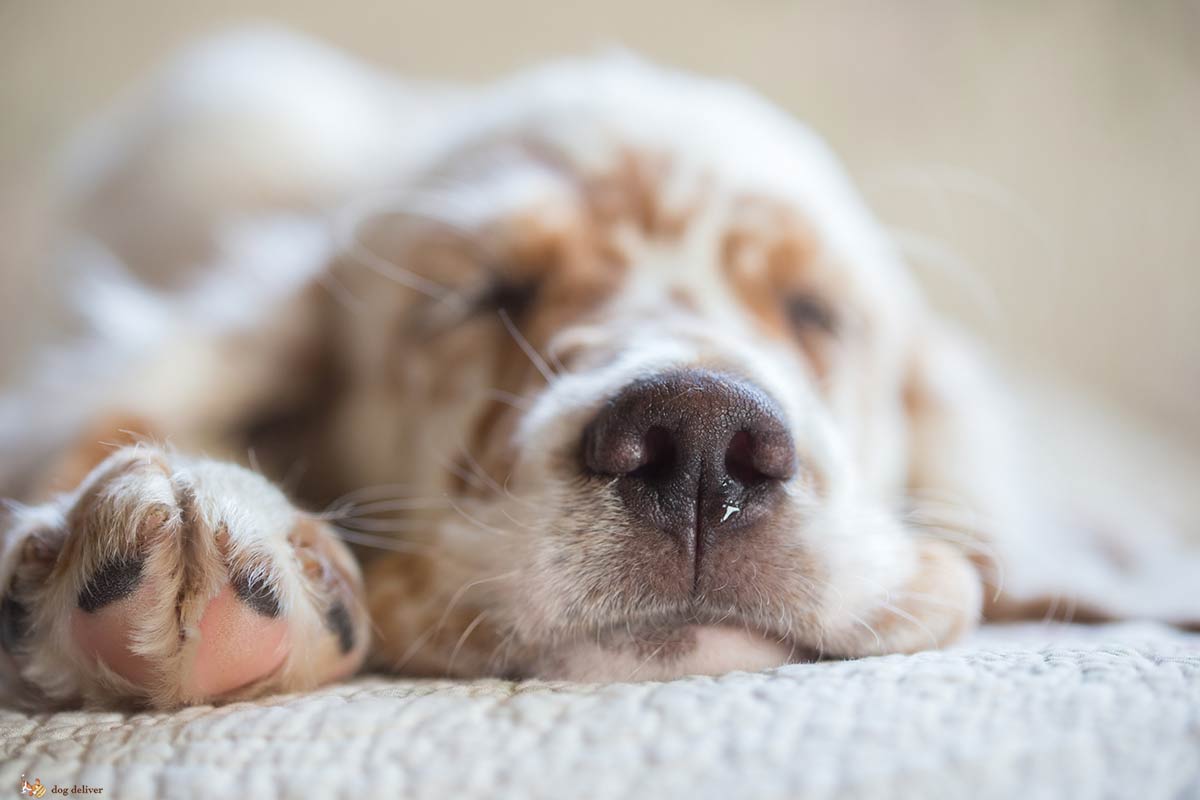 Un bambino e un cane: una storia bellissima