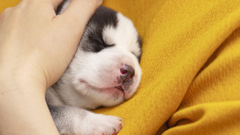 Caro umano ti scrivo, Sono il tuo Cane