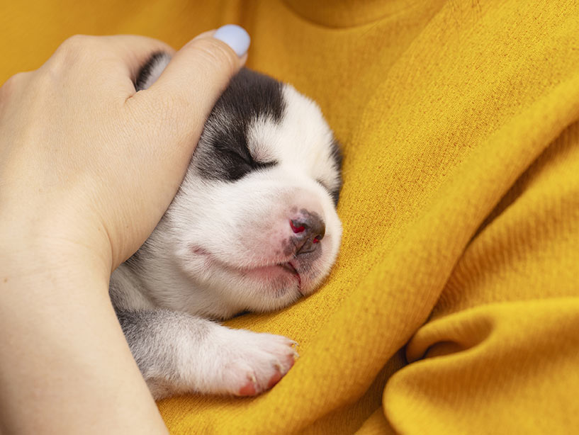 Caro umano ti scrivo, Sono il tuo Cane