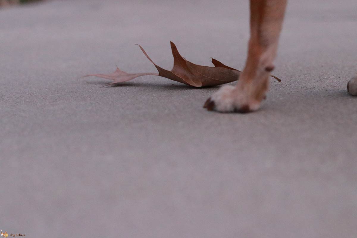 Come i cani ci cambiano la vita