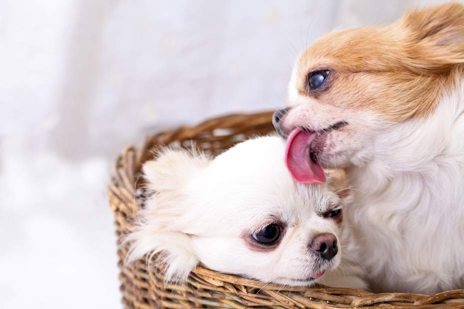 10 cose strane che fanno i cani e i loro perchè