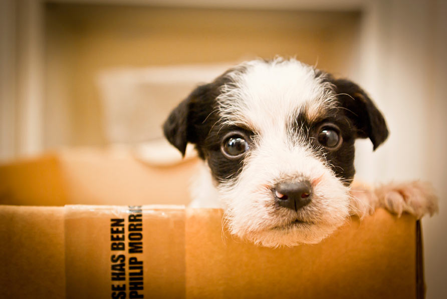 Cosa fare per vivere bene con il proprio cane