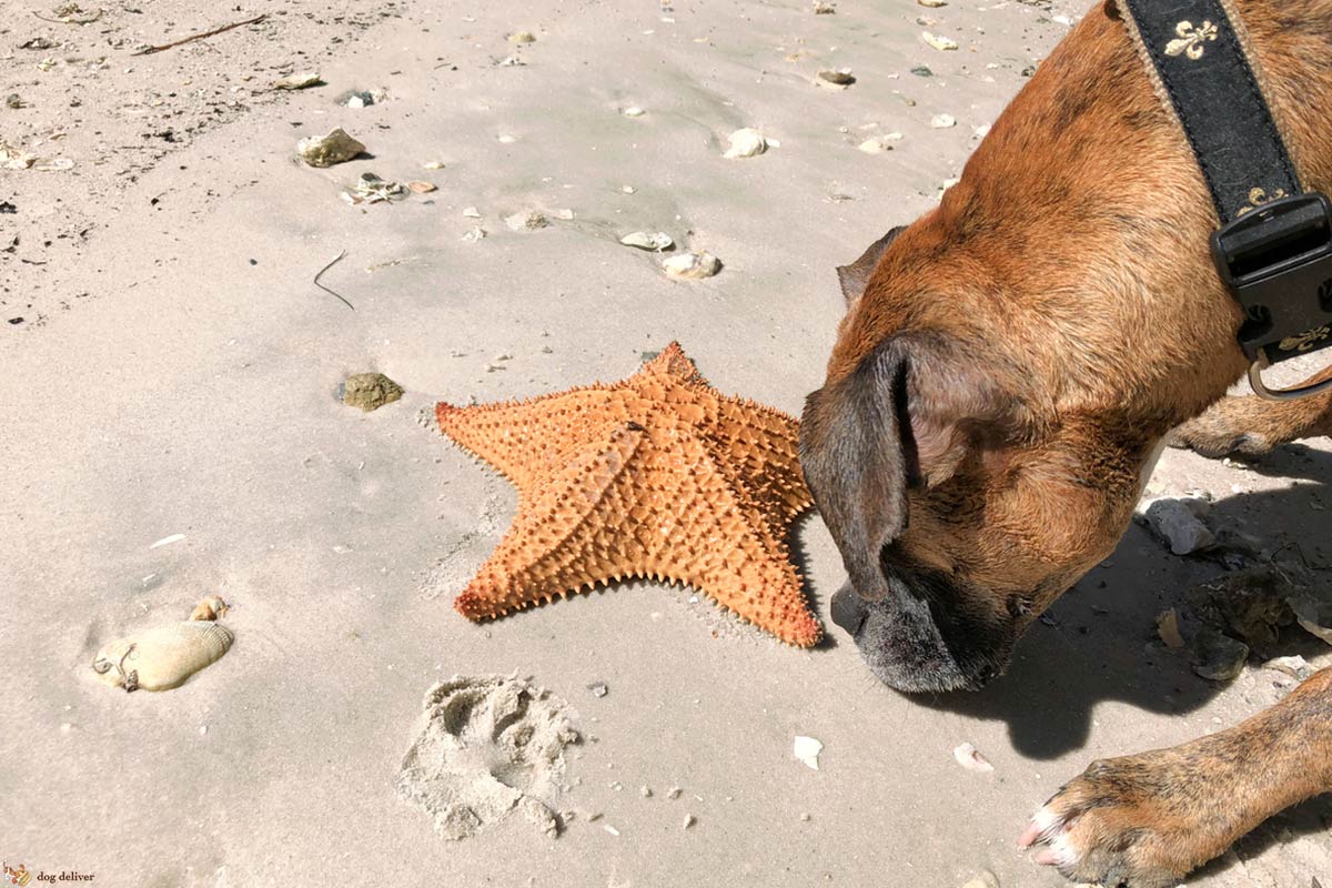 Il cane è un membro della famiglia