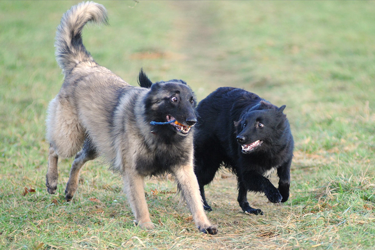 Cani e vacanza: la Pensione