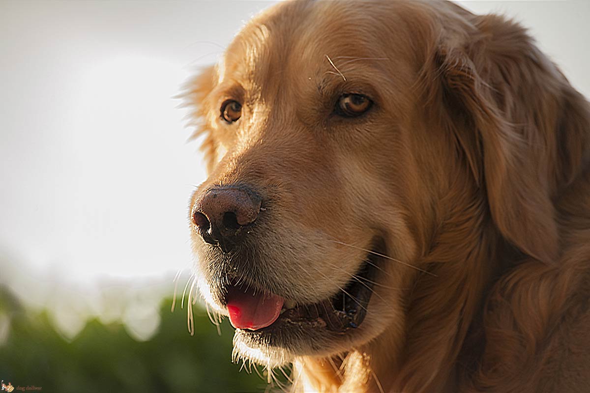 La diversa personalità dei proprietari di cani e di gatti