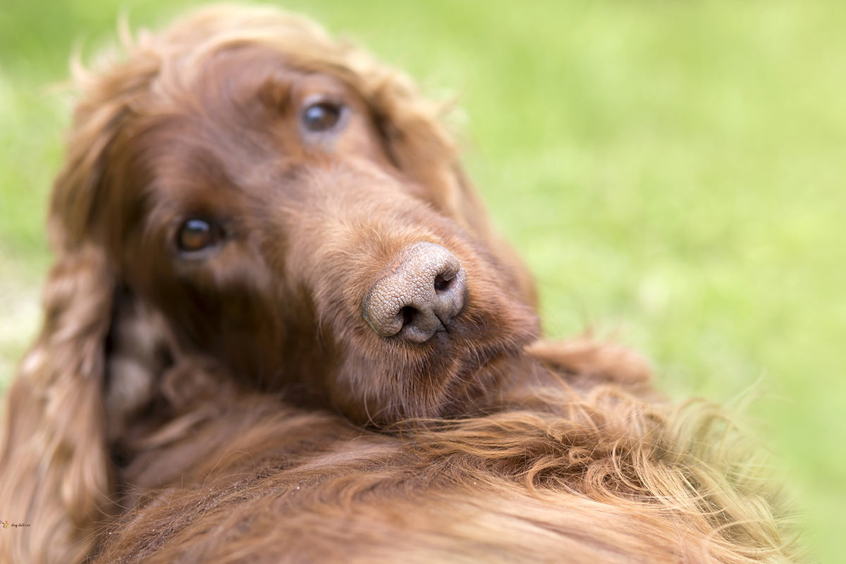 Comunicare con il proprio cane