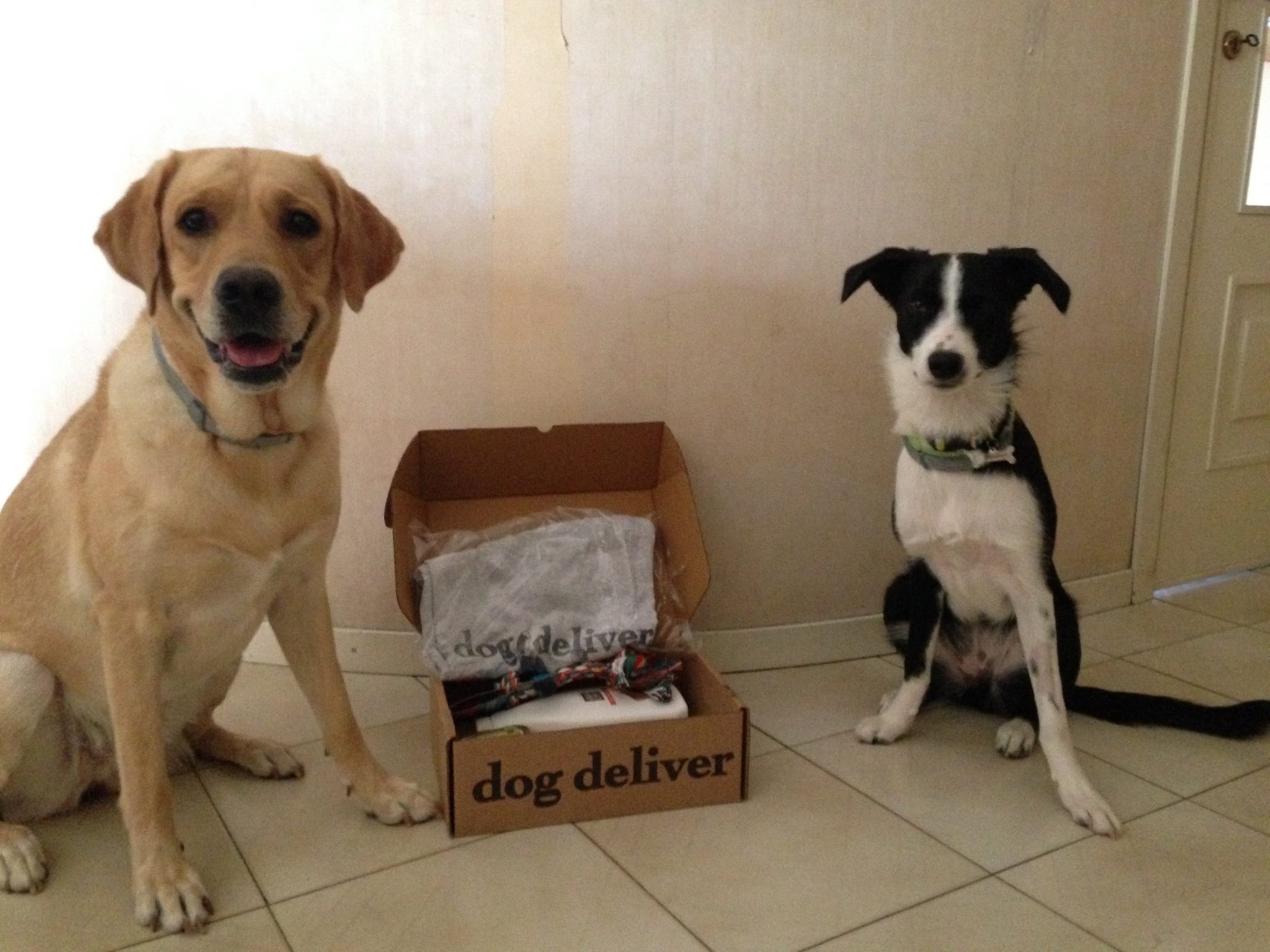 I quattrozampe e la loro Dogdeliver box di ottobre