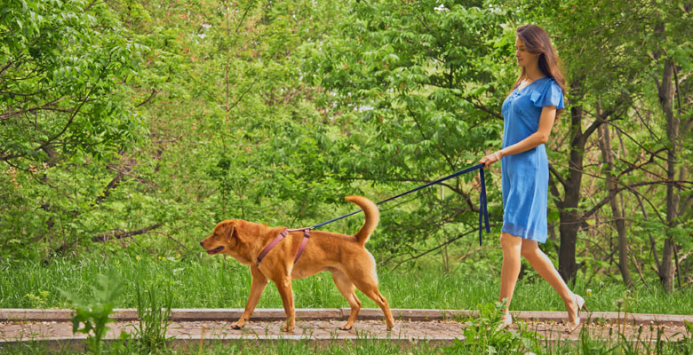 Quanto deve durare la passeggiata con il cane?