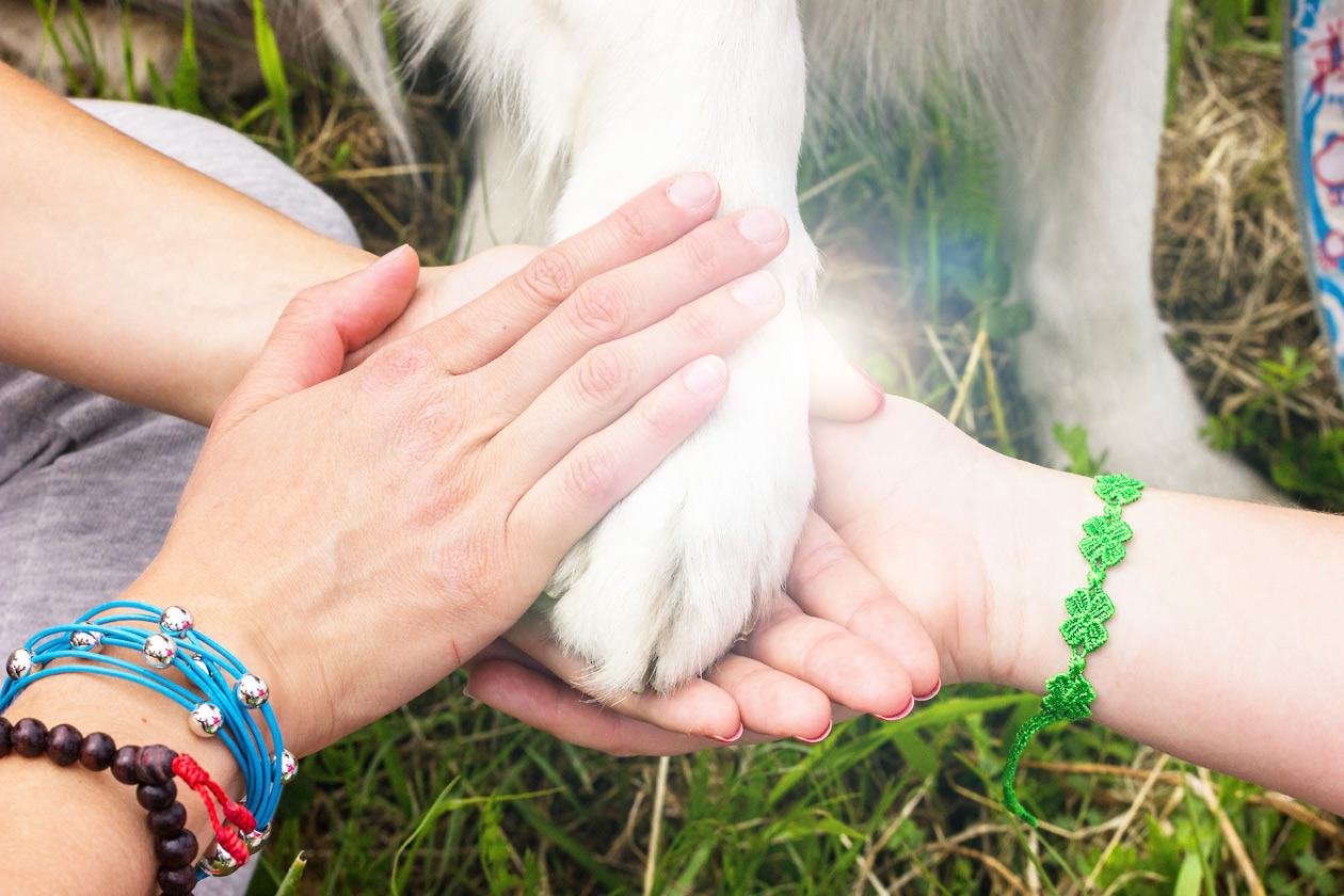 8 cose da fare per la felicità del proprio cane