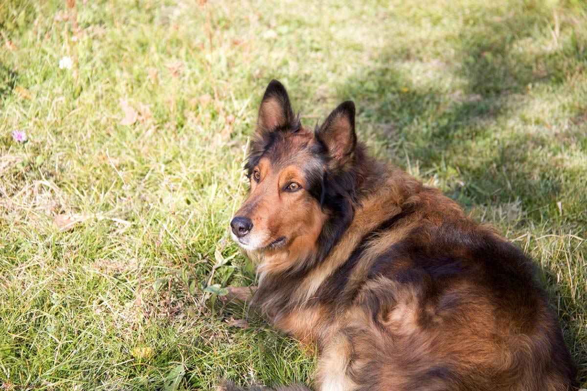 8 domande che si fanno i proprietari di cane