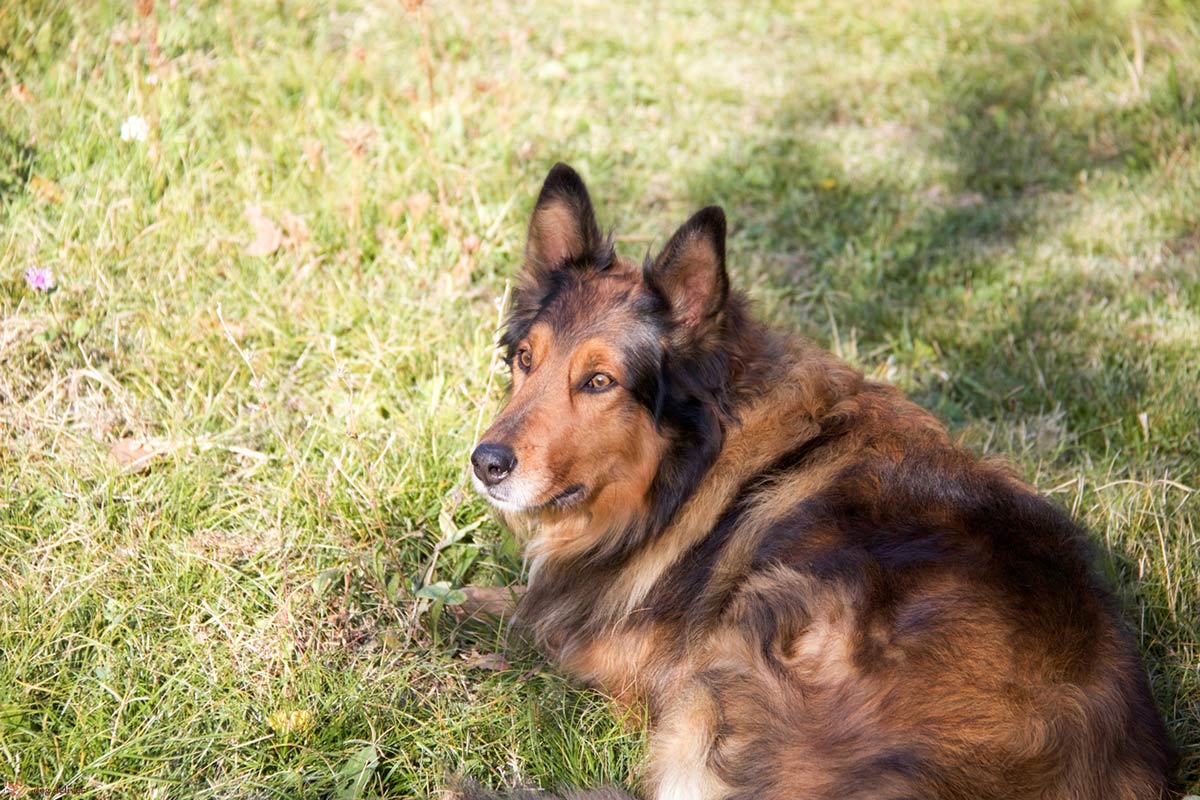 8 domande che si fanno i proprietari di cane