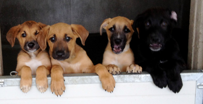 Arrivano i cuccioli!