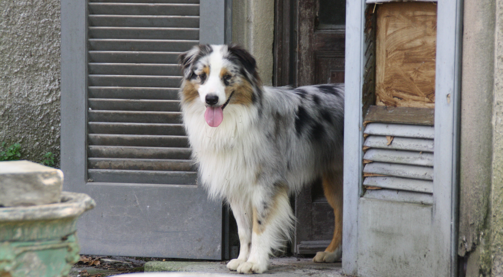 Un cane educato?