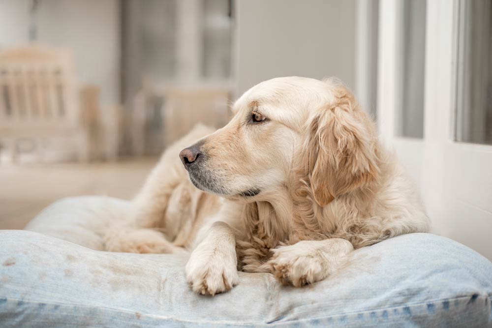 Come gestire al meglio il cane da solo a casa: intervista a Cinzia Stefanini