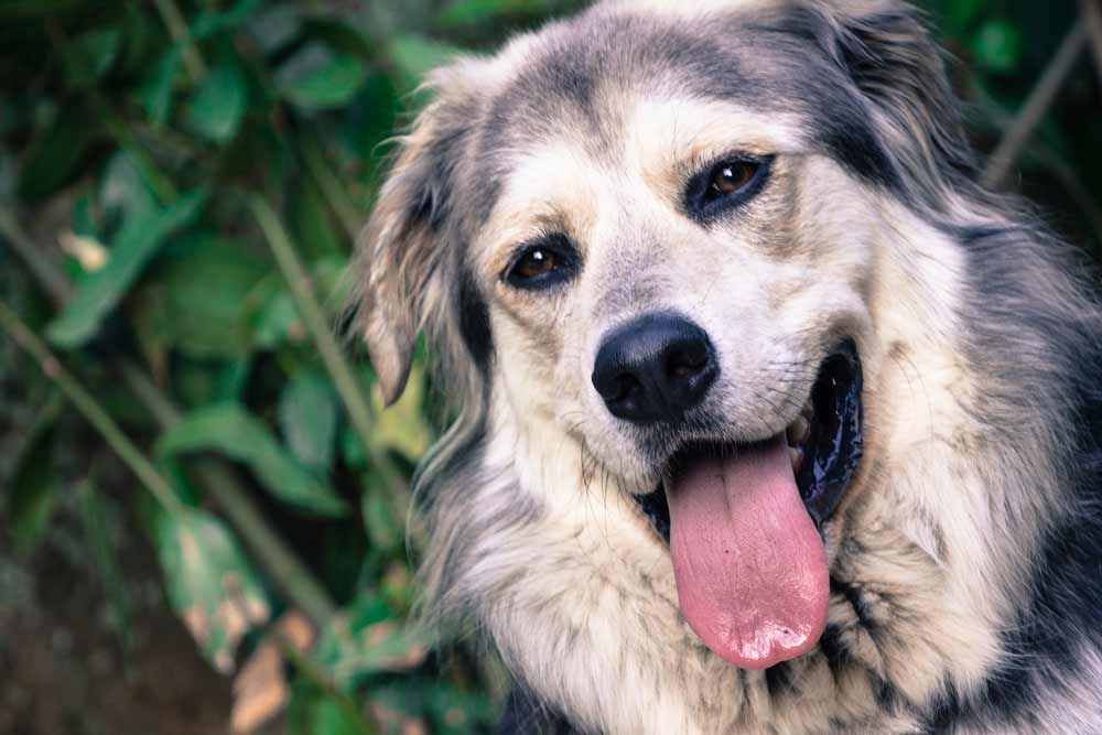 I cani sono creature straordinarie: i programmi assistiti