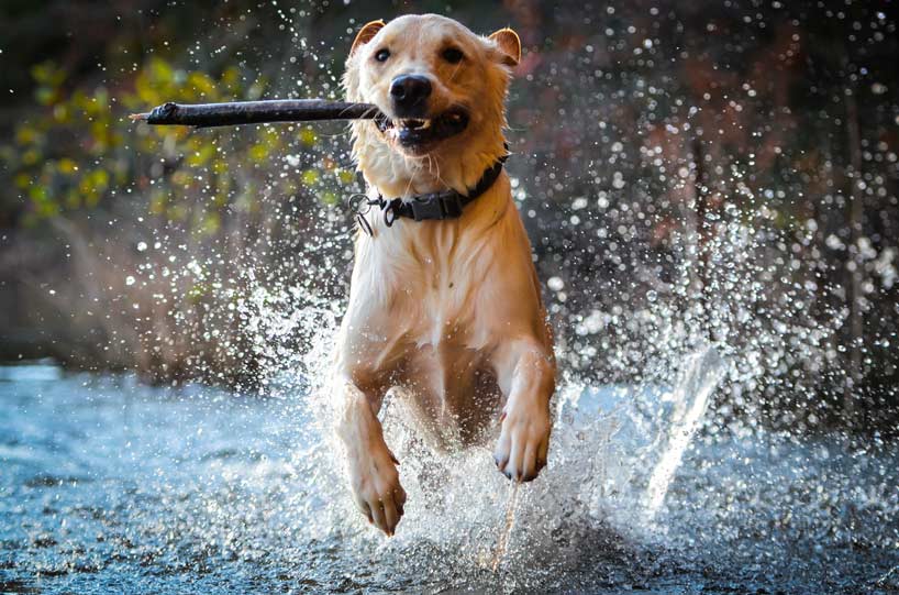 Perchè è importante giocare con il proprio cane