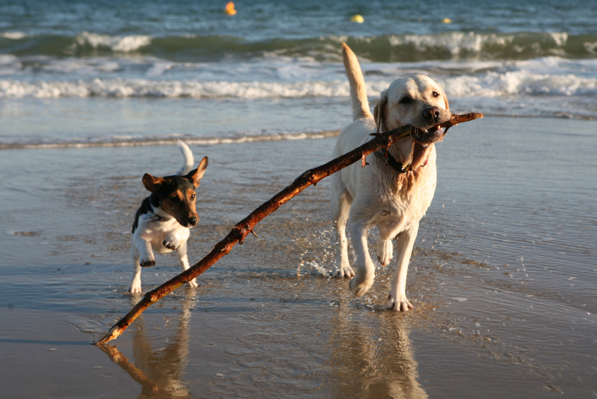 Il benessere del cane