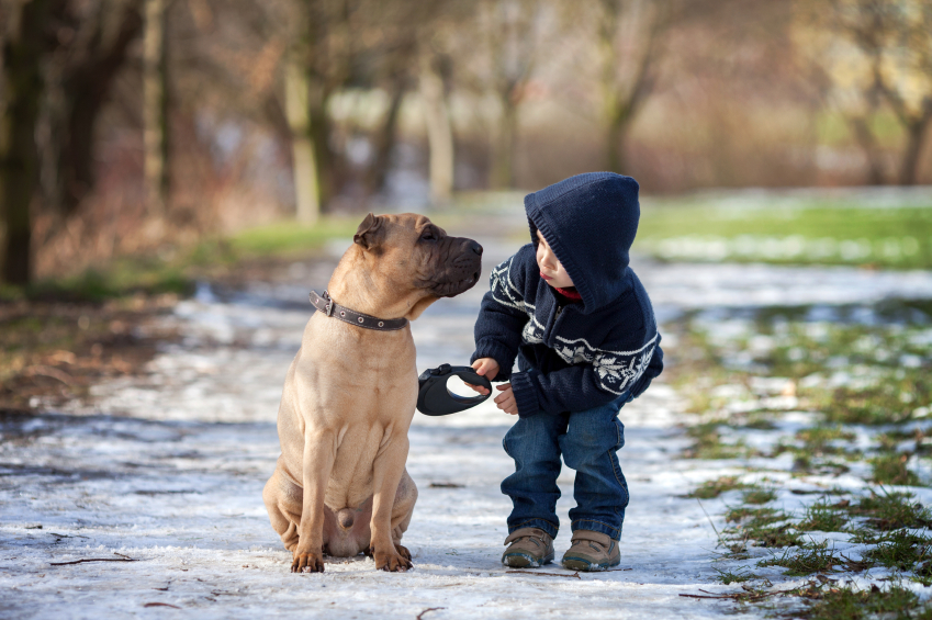 Perchè avere l’assicurazione per il cane conviene (oltre ad essere obbligatoria)