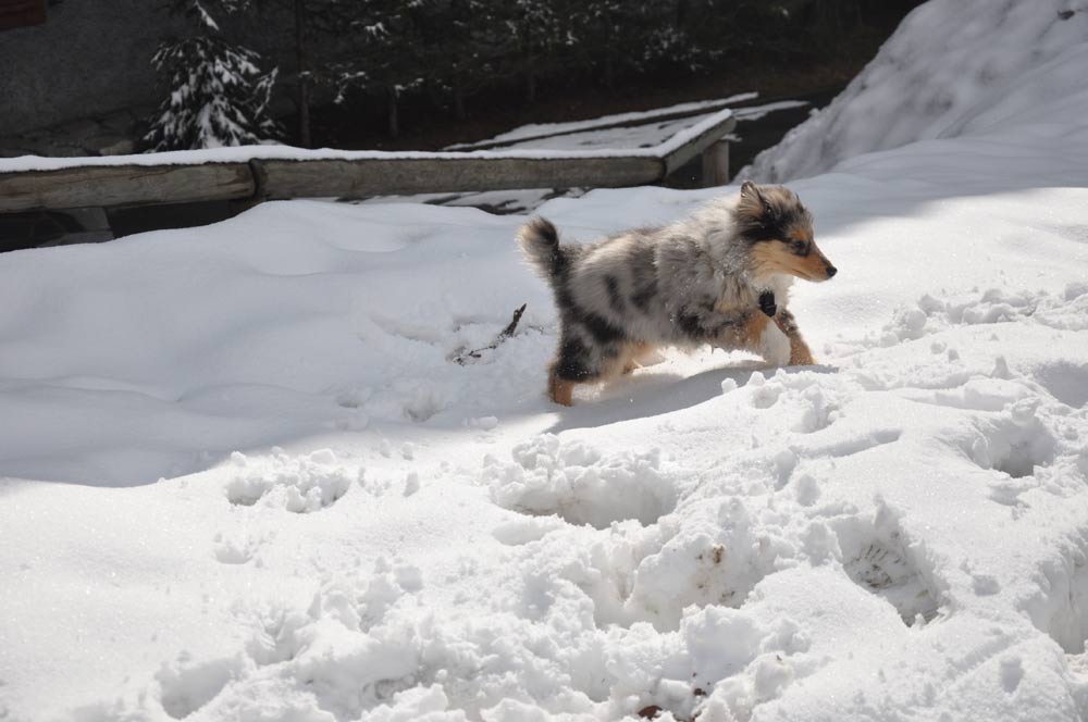 Perchè i cani amano tanto la neve