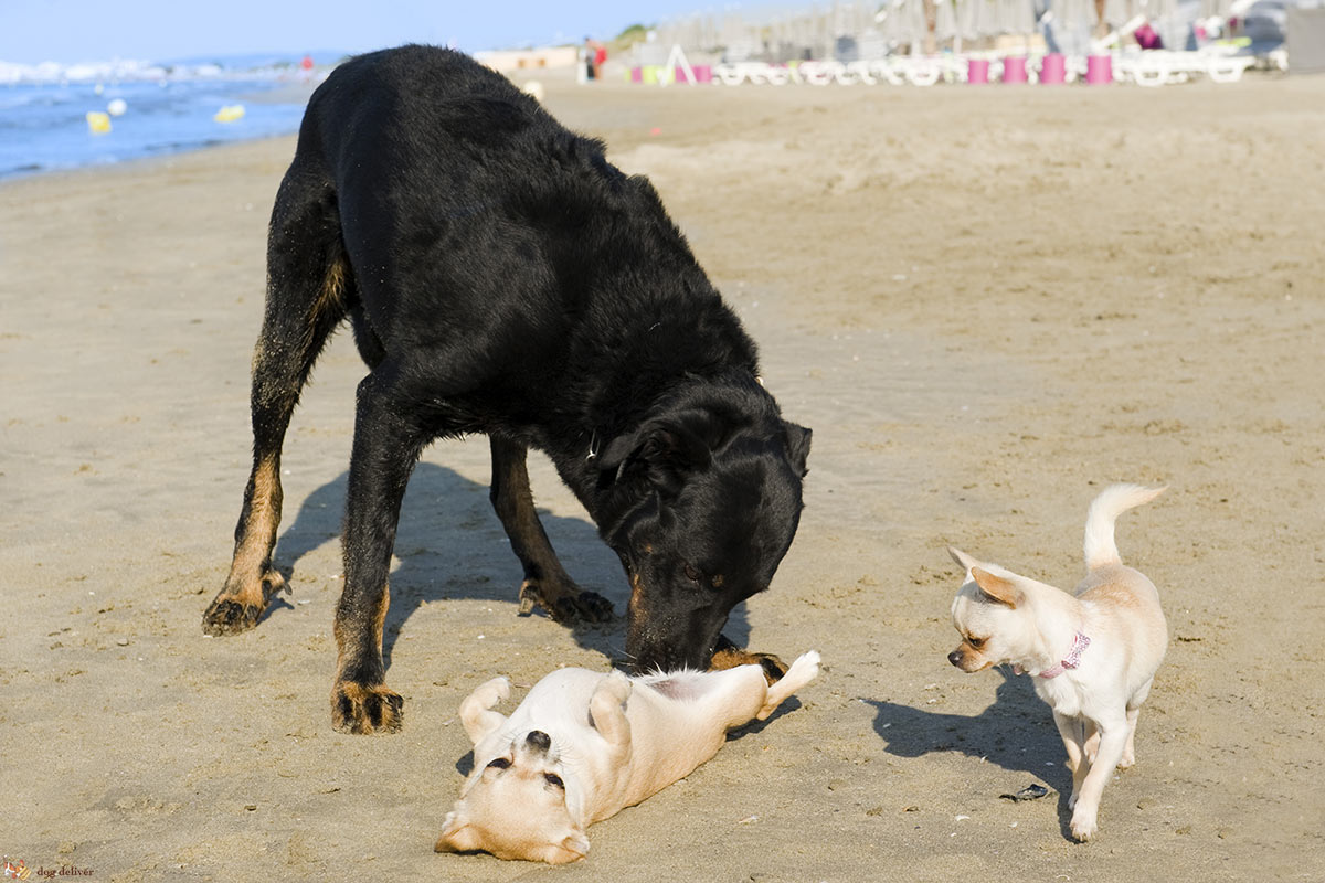 Il gioco tra cani: la tattica di difesa e di attacco