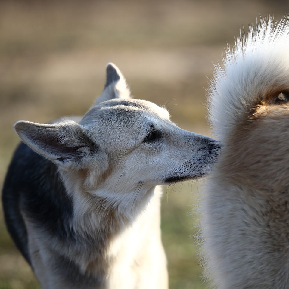 Capire i comportamenti dei cani: perchè si annusano il sottocoda