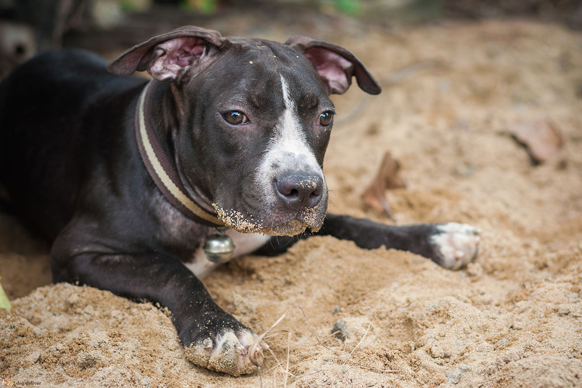 10 motivi perchè è difficile essere un cane