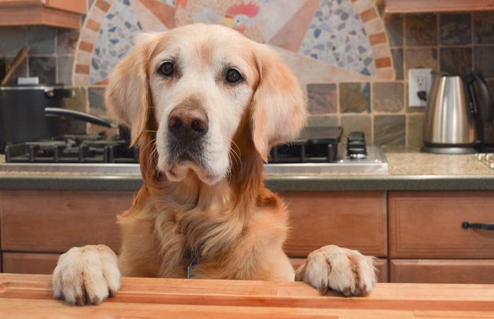 10 motivi perchè è bello avere un cane