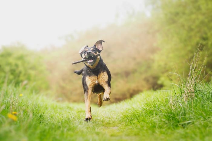 10 motivi perchè avere un cane non è facile come si può pensare