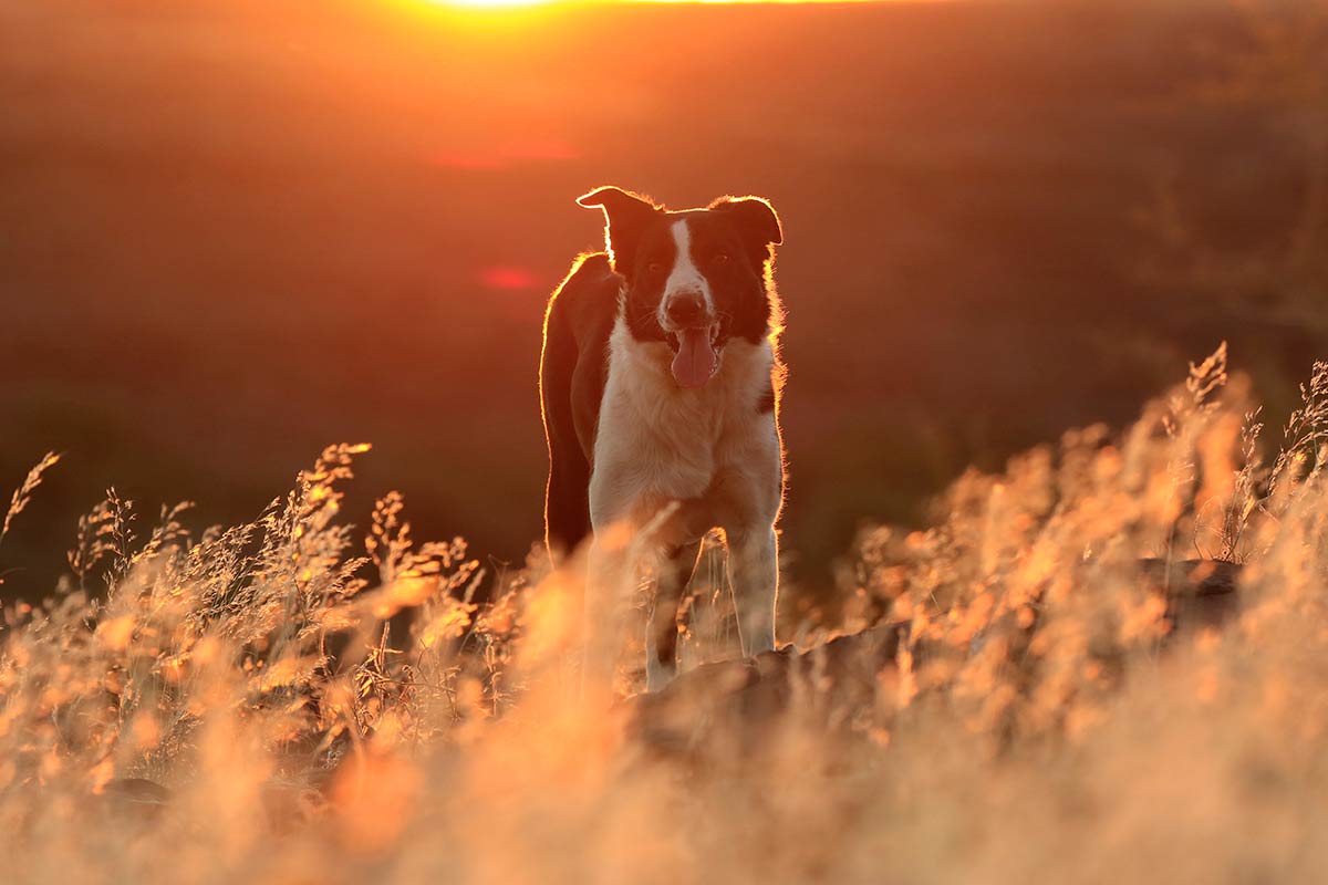 I cani e il campo magnetico terrestre