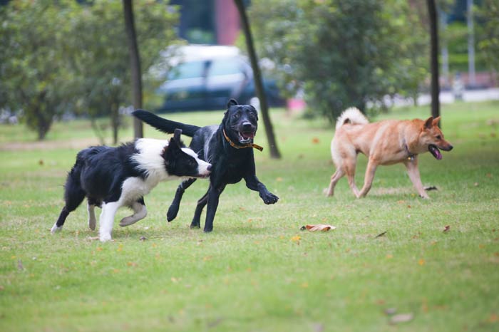 Il mio cane è aggressivo