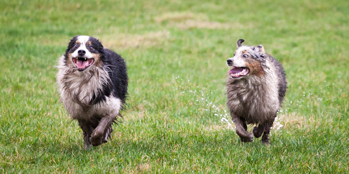 Cani e città: lo splendido esempio di Torino