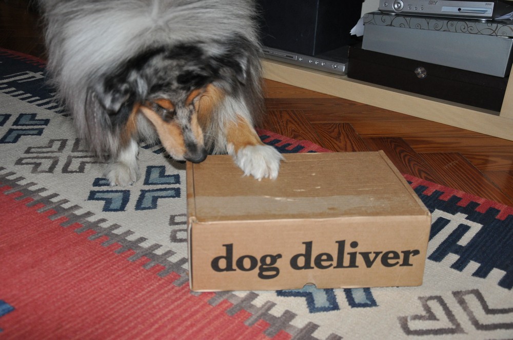 Qual è l’abbonamento più conveniente a Dogdeliver