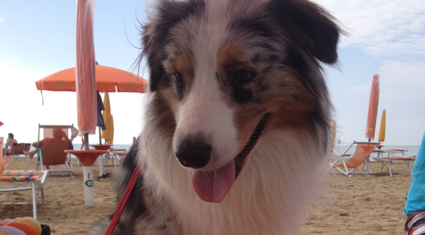 Una spiaggia a prova di cane!