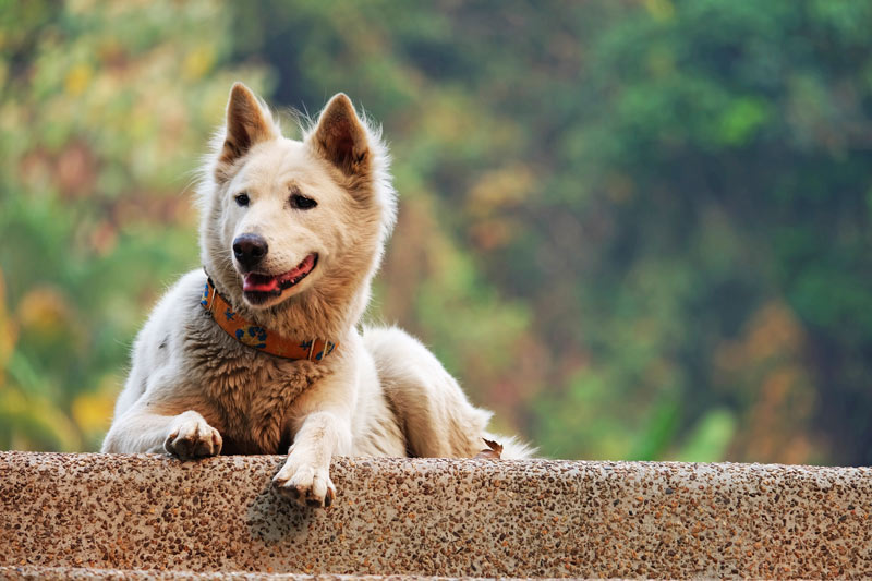 Un nuovo modo di vivere con il cane