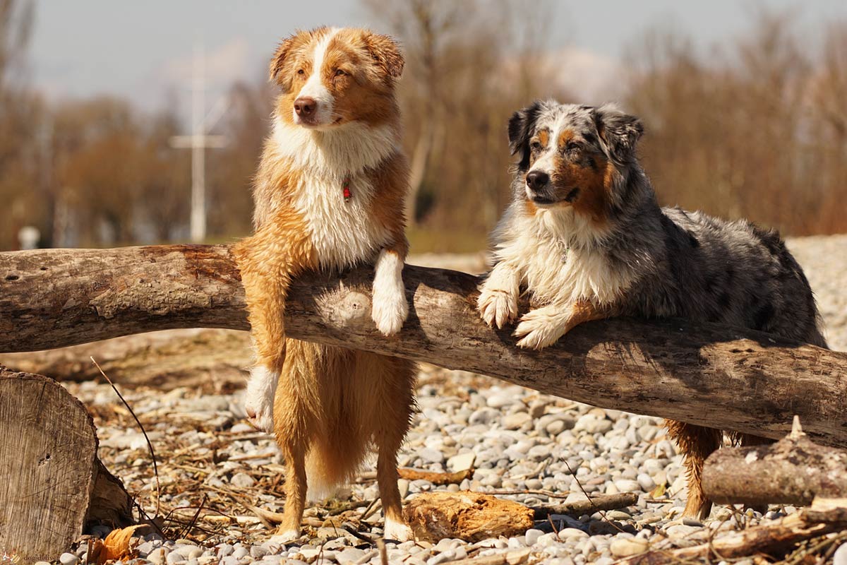 11 razze di cane, le loro caratteristiche e le realtà dei proprietari