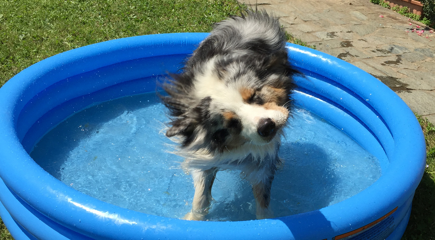 Un tuffo in piscina!