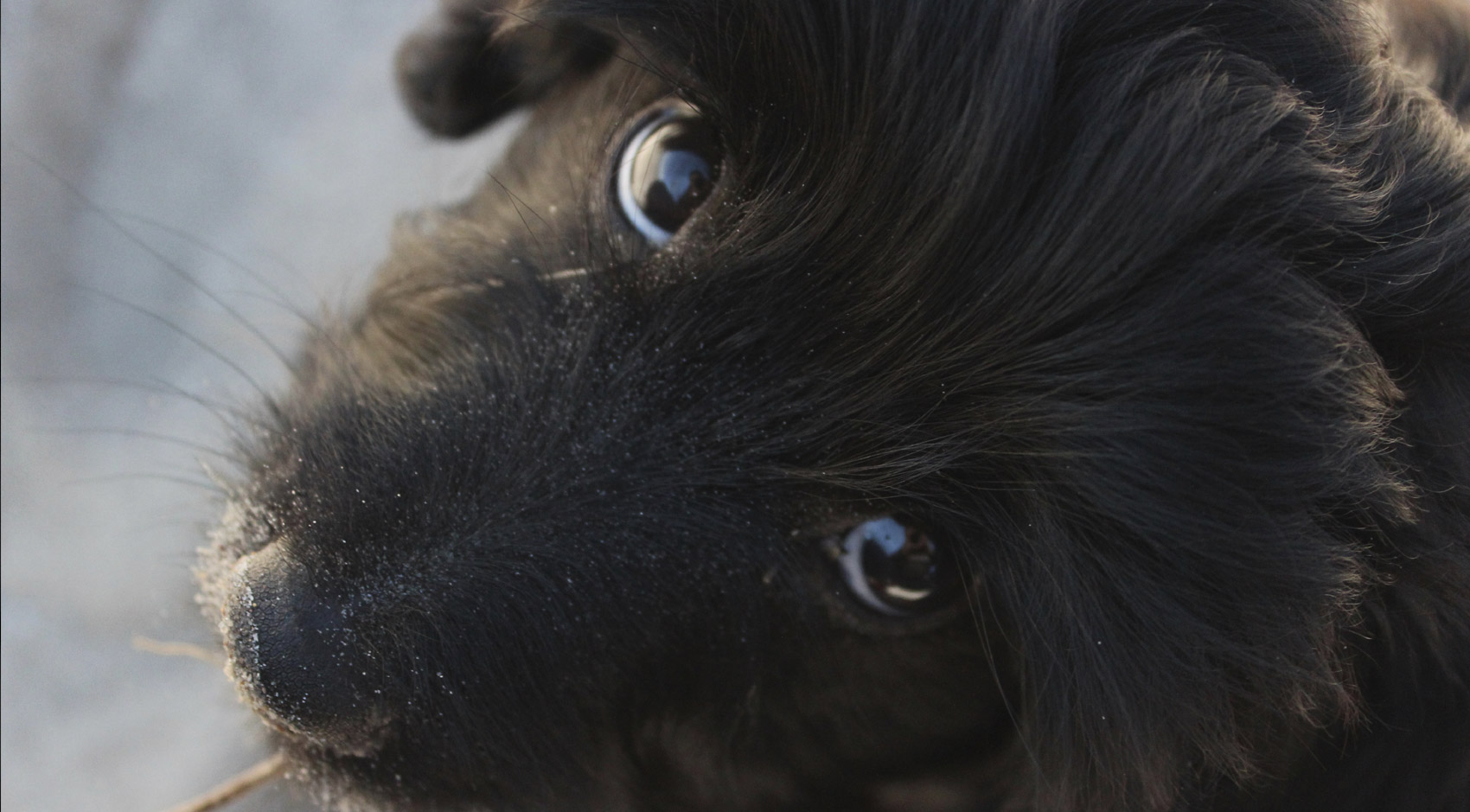 Vorrei adottare un cane..