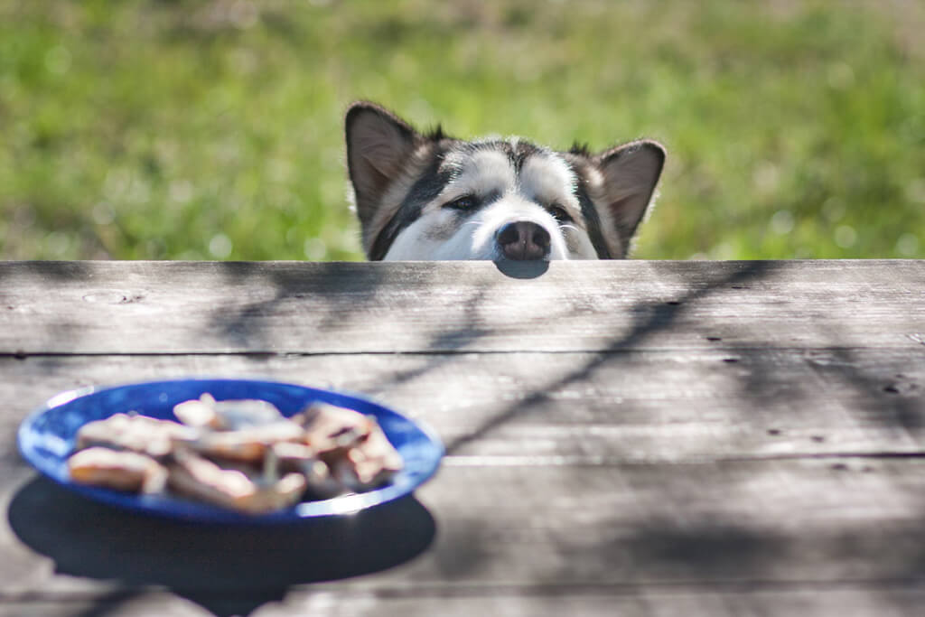 Il bello dei cani è che sono animali